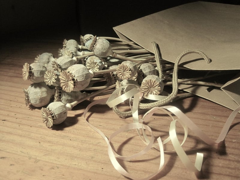 Comet Seed Packets